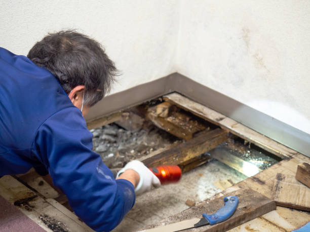 Best Mold Testing  in White Knoll, SC