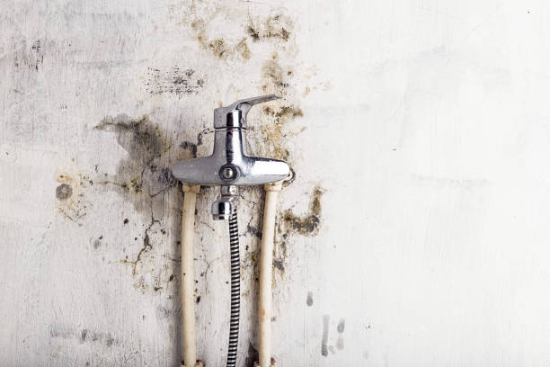 Best Mold Remediation  in White Knoll, SC