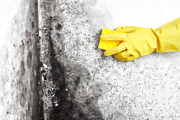 Best Mold Remediation Experts  in White Knoll, SC