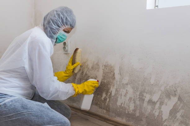 Best Mold Testing and Removal  in White Knoll, SC