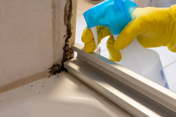 Best Office Mold Removal Services  in White Knoll, SC