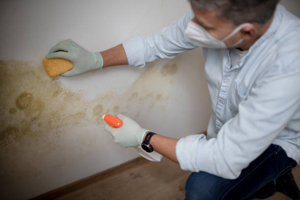 Best Mold Testing  in White Knoll, SC