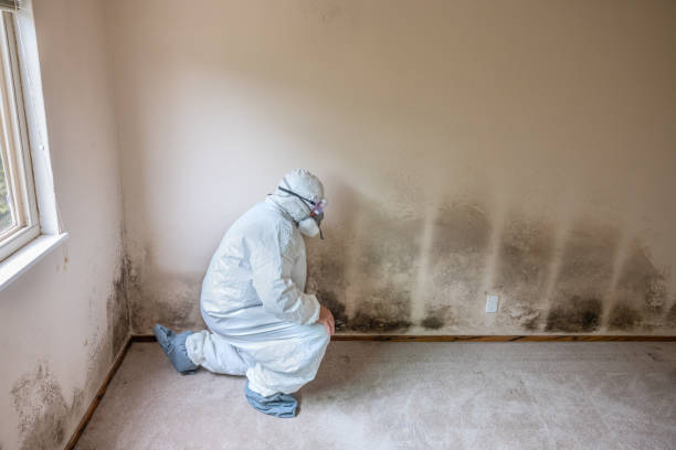 Best Emergency Mold Removal  in White Knoll, SC